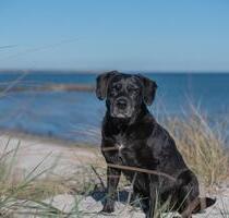 Ferienwohnung an der Ostsee , Hunde willkommen ❤️⚓️ - Hohenfelde