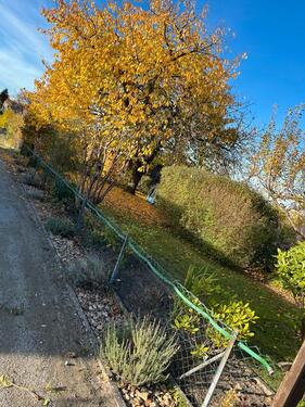 Foto - Grundstück zur Miete in Celle