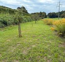 Garten zu verpachten - 50,00 EUR Kaltmiete, ca.  0,00 m² in Friesenheim (PLZ: 77948)