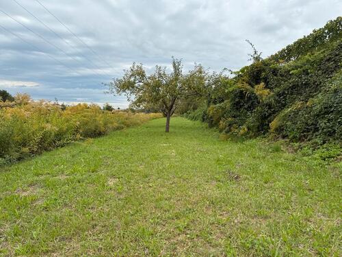 Foto - Grundstück zur Miete in Friesenheim