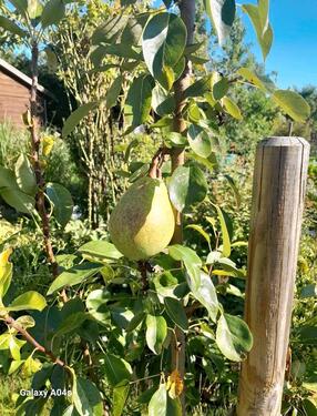 Foto - Kleinegarten Grassel ( Meine) - 950,00 EUR Kaltmiete, ca.  0,00 m²