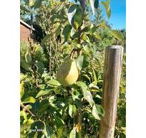 Kleinegarten Grassel ( Meine) - 950,00&nbsp;EUR Kaltmiete, ca.&nbsp; 0,00&nbsp;m&sup2; in Lehre (PLZ: 38165)