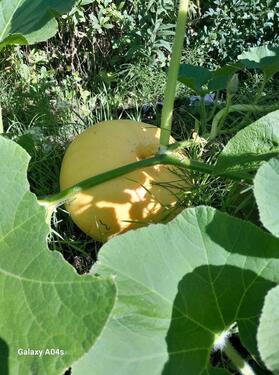 Foto - Grundstück zur Miete in Lehre