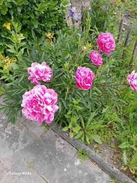 Foto - Grundstück in Lehre