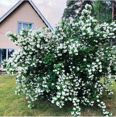 Foto - schwedenhaus in estland - 217.000,00&nbsp;EUR Kaufpreis, ca.&nbsp; 87,00&nbsp;m&sup2;