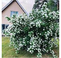 schwedenhaus in estland - 217.000,00&nbsp;EUR Kaufpreis, ca.&nbsp; 87,00&nbsp;m&sup2; in Berlin (PLZ: 10553) Mitte