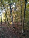 Foto - Gepflegter Wald Forst Waldgrundstück Freizeitgrundstück