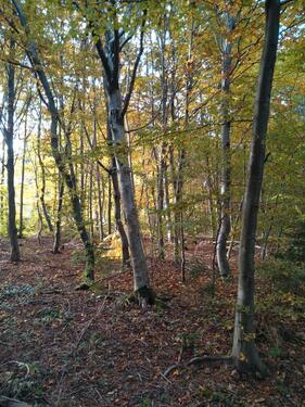 Foto - Gepflegter Wald Forst Waldgrundstück Freizeitgrundstück