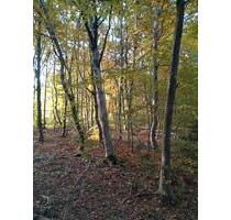 Gepflegter Wald Forst Waldgrundstück Freizeitgrundstück - Vilgertshofen
