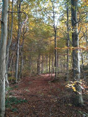 Foto - Grundst&uuml;ck zur Miete in Vilgertshofen