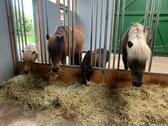 Foto - Einfamilienhaus in Mittelstenahe