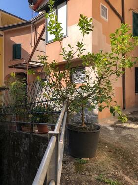 Foto - 3 Zimmer Einfamilienhaus in Neu Wulmstorf