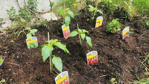 Foto - Etagenwohnung in Schönwald im Schwarzwald
