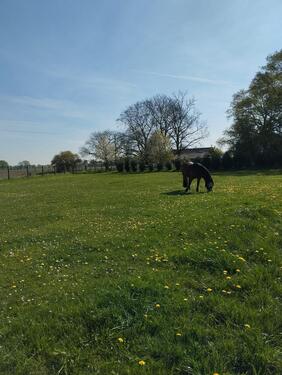 Foto - 8.5 Zimmer Bauernhaus, Landhaus in Goch