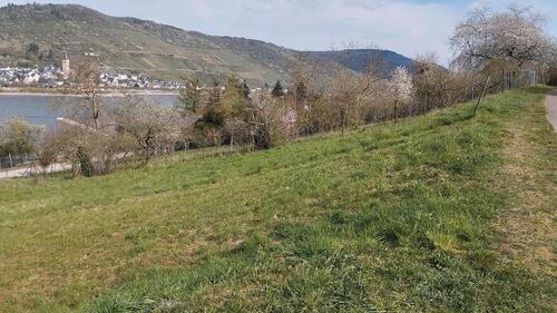 Foto - Grundstück zur Miete in Weiler bei Bingen