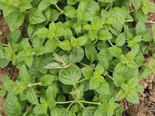 Foto - Garten fläche frei für Imker Bienen