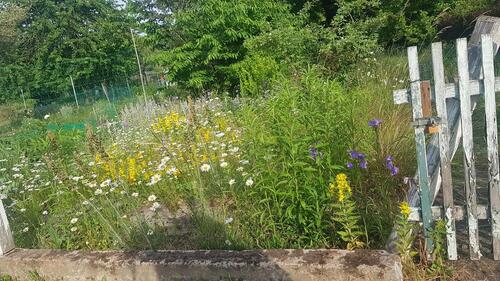 Foto - Grundst&uuml;ck in Magdeburg zur Miete