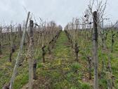 Foto - Weinberg für Hobby-Winzer, 685qm mit ca. 300 Reben