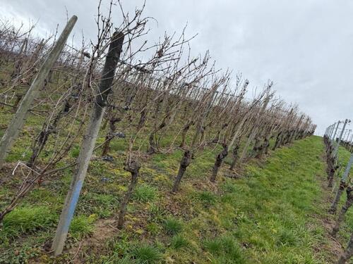 Foto - Grundst&uuml;ck zur Miete in Bühl