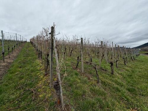 Foto - Grundst&uuml;ck in Bühl