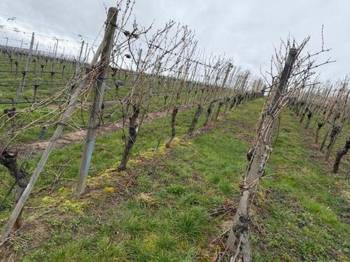 Foto - Grundst&uuml;ck in Bühl zur Miete