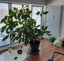 Geschäfts- Praxisraum Freiburg Innenstadt GEWERBE 2 Zimmer - Freiburg im Breisgau