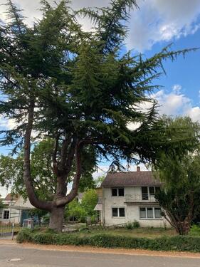 Foto - Einfamilienhaus in Monsheim zum Kaufen