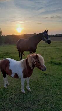 Foto - Wohnen mit Pferd und Pony an der Ostsee