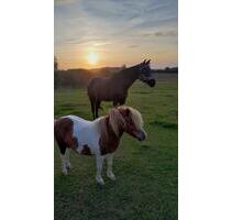 Wohnen mit Pferd und Pony an der Ostsee - Blekendorf