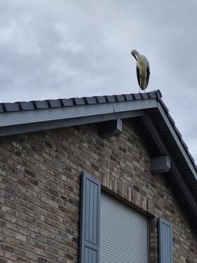 Foto - Einfamilienhaus zu verkaufen - 675.000,00 EUR Kaufpreis,