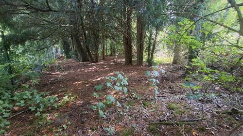 Foto - großes, verwildertes Gartengrundstück Niederdorfelden
