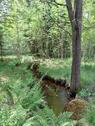 Foto - Reihenhaus in Berg zum Kaufen