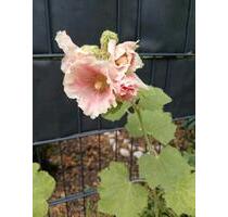 Ein Haus zum Verlieben und Ankommen - Berlin Lichtenberg