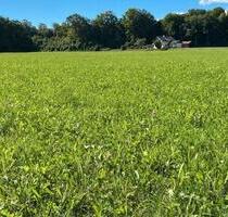 Wiese 25.000 m² ab sofort zu verpachten - Burgkirchen an der Alz
