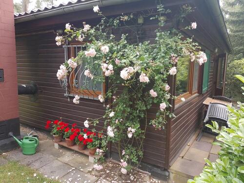 Foto - 2 Zimmer Bungalow in Bienenbüttel