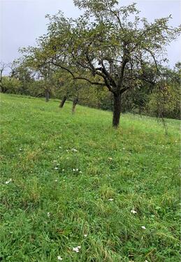 Foto - Stückle Grundstück Garten Streuobstwiese