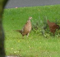 Ferienwohnung - 95,00&nbsp;EUR Kaltmiete, in Ahaus (PLZ: 48683)