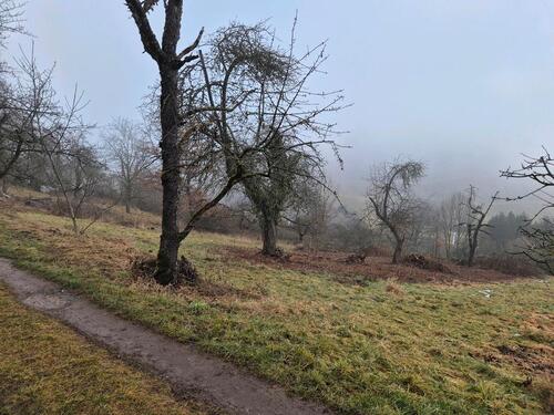 Foto - Obstwiese Stückle in Gundelsbach