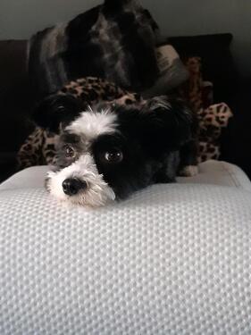 Foto - 2 Zimmer Etagenwohnung zur Miete in Süderbrarup