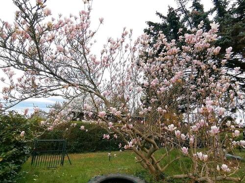 Foto - Grundst&uuml;ck in Lohsa zur Miete