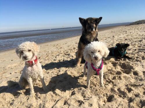 Foto - Last Minute an die Nordsee! Hunde willkommen!