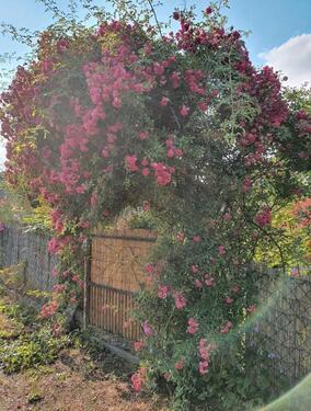 Foto - Kleingarten Wittenförden inkl Einrichtung