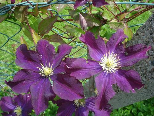 Foto - Grundst&uuml;ck in Langenhahn zur Miete