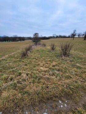 Foto - Obstgrundstück zu verpachten Metterzimmern