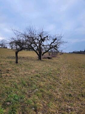Foto - Grundst&uuml;ck zur Miete in Besigheim