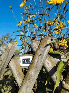 Foto - Pachtgarten mit DDR Laube und Gewächshaus