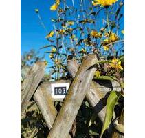 Pachtgarten mit DDR Laube und Gewächshaus - Hecklingen