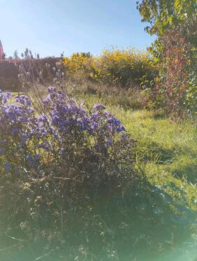 Foto - Grundstück zur Miete in Hecklingen