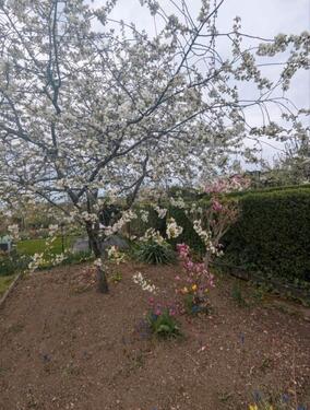 Foto - Grundst&uuml;ck zur Miete in Erfurt