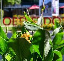 Perfekte All-Inclusive-Mietwohnung in Oberstdorf